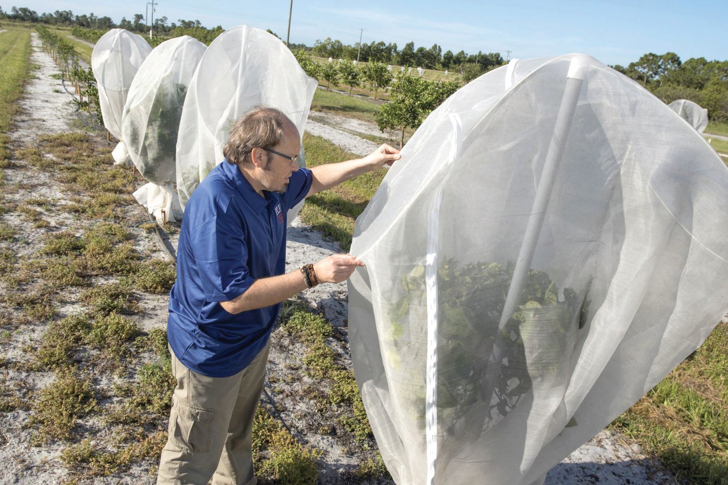 Dr. Fernando Alferez is tending to mesh covers protecting individual citrus trees at the UF/IFAS Southwest Florida Research and Education Center in Immokalee.